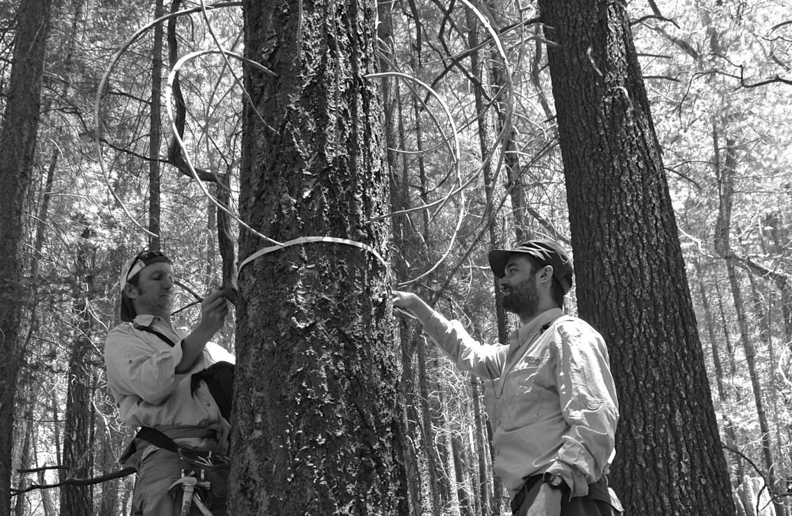 Brian Enquist  and Sean Michaletz measure the diameter of a large tree to test a new mathematical theory that assesses the relative importance of several hypothesized drivers of net primary productivity. 